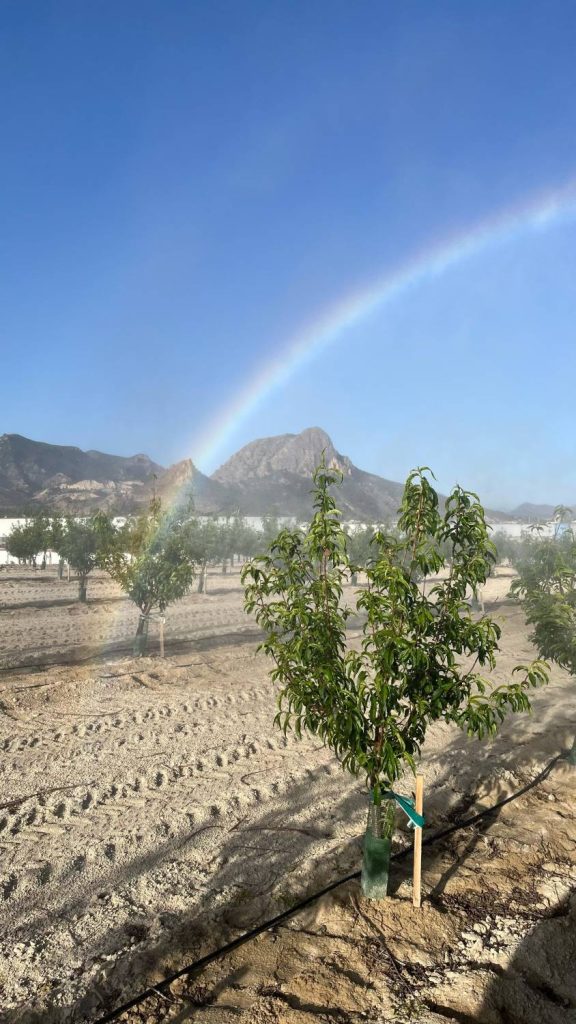Fincas Cieza fruta de hueso de MN Agro