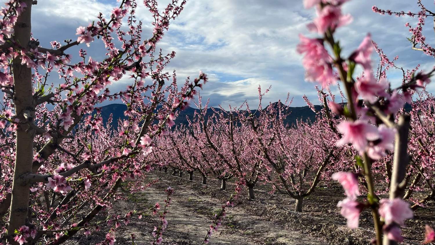 Frutales de hueso en flor Cieza