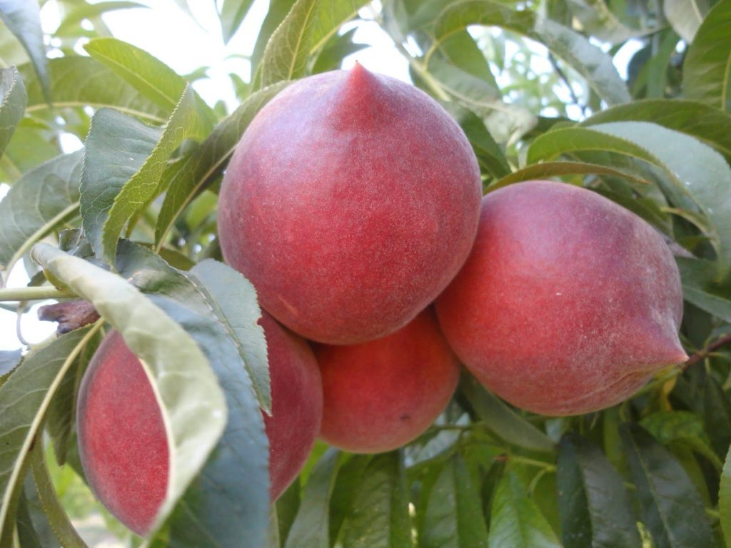 Melocotón rojo en árbol
