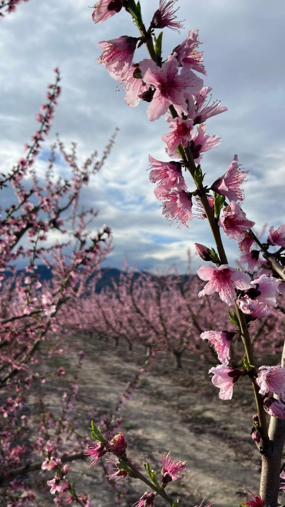 Frutales de hueso en flor Cieza