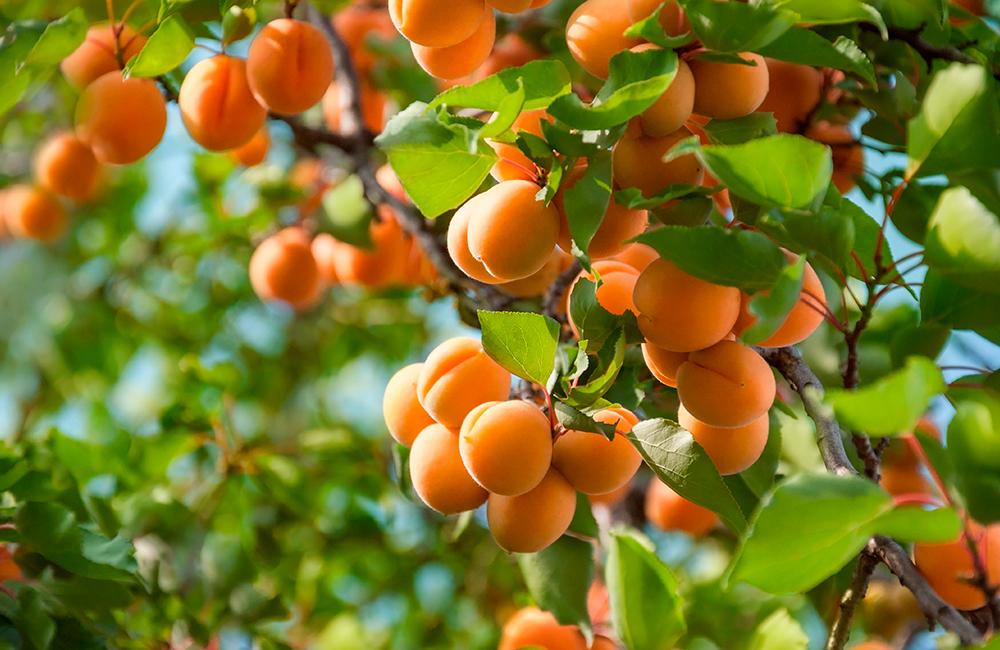 Albaricoque en árbol